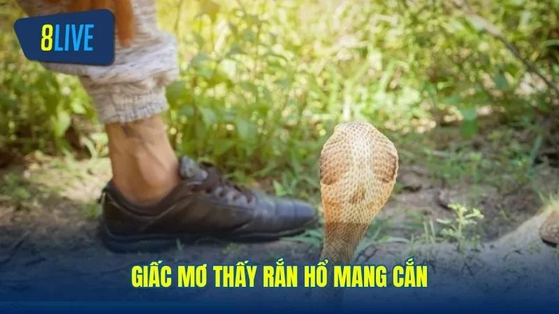 Mơ bị rắn hổ mang cắn cảnh báo nguy hiểm rình rập xung quanh